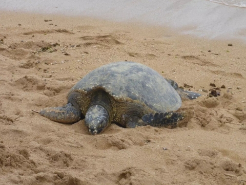 Female honu (Hawaiian green sea turtle) coming ashore on a sandy beach in Hawaii to lay her eggs.