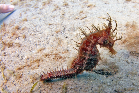 Lined seahorse