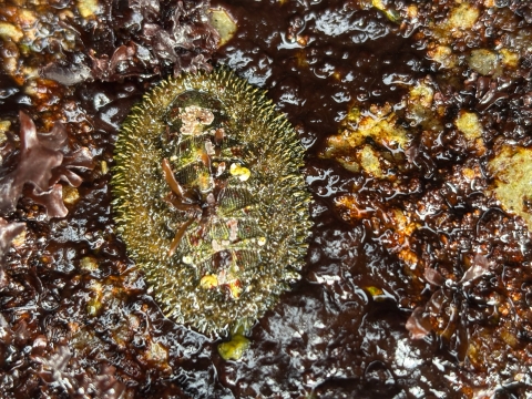 Mossy chiton