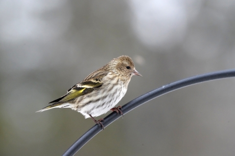 Pine siskin perched above a bird feeder