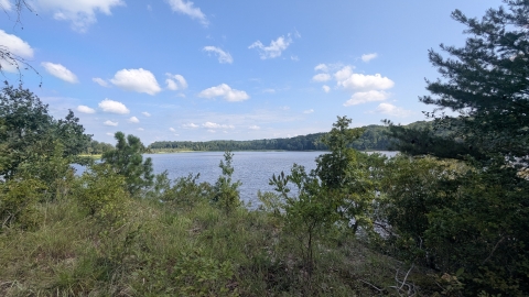 The Rappahannock river from a uphill vantage point. Thick vegetation grows between the camera and the water. 