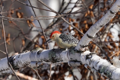 Red-bellied woodpecker perched in a tree