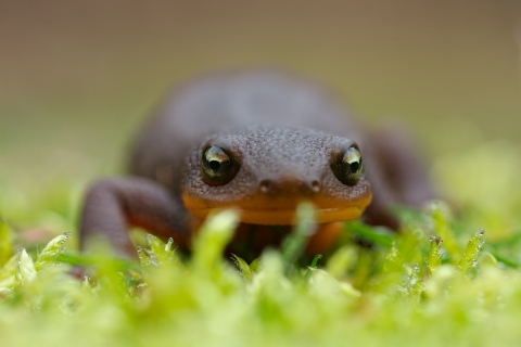 Rough-skinned newt on moss