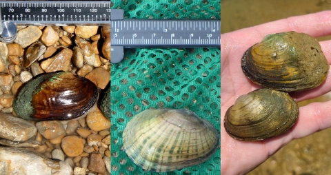 Three photos spliced into one that shows three different freshwater mussels species.