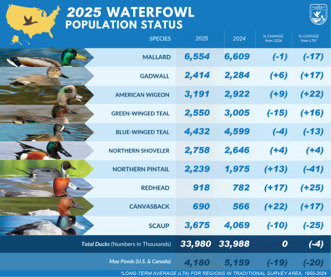 Infographic showing the 2025 Waterfowl Population Status report results. It features a table with a picture of each species, the species names (mallard, gadwall, American wigeon, green-winged teal, blue-winged teal, Northern shoveler, Northern pintail, redhead, canvasback, scaup) and then a column for 2025 results, 2024 results, % of change from 2024 and % of change from the Long Term Average. There is a decorative element of the United States as a yellow shape with a duck on it.