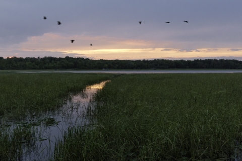 Wild rice in a wetland with an open water channel stretching from the left bottom corner to the open water in the middle of the photo. The clouded sunset reflects light pink and grey purple onto the water. Seven waterfowl flying to the left overhead, in two groups of two and a group of three.