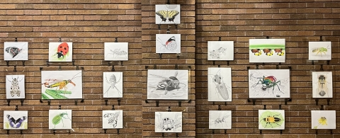 Display of insect illustrations on a brick wall