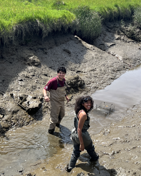 Two field workers in waders in a muddy estuary checking a crab trap. Mud and marsh vegetation in the background.