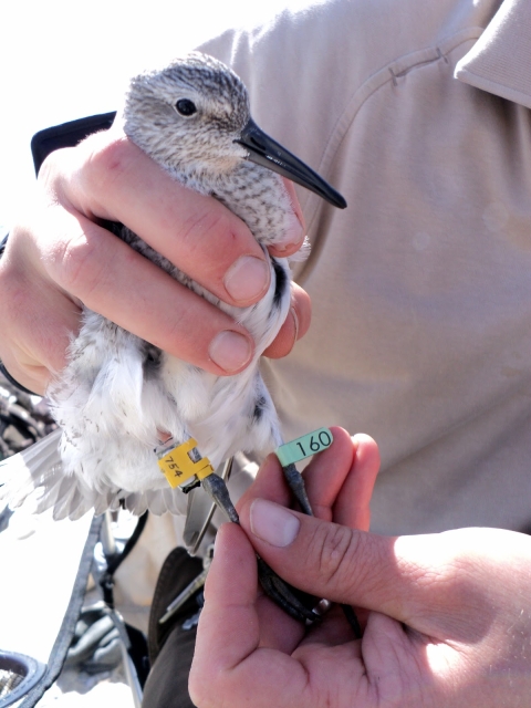 A juvenile Red Knot is held by a biologist, with a geolocator on one leg and a lime green flag on the other leg.