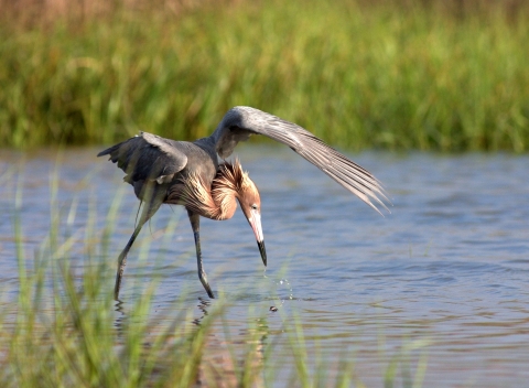 A water bird stands in a lagoon and has water dripping from its beak, with its left wing shown above its head.