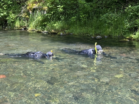 Two field crew members in drysuits, snorkeling in a river. Bank vegetation in the background.