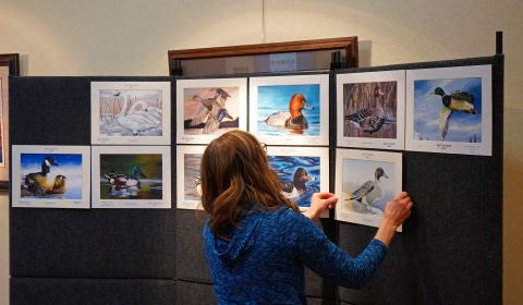 North Dakota Junior Duck Stamp Contest 2025 Hanging Artwork