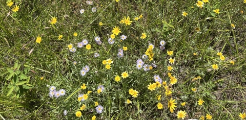 Willamette daisy and oregon sunshine growing intermixed