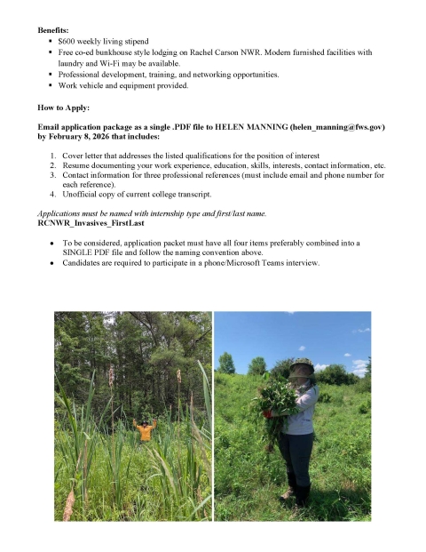 Rachel Carson NWR Invasive Species Assistants in Fields of Invasive Species