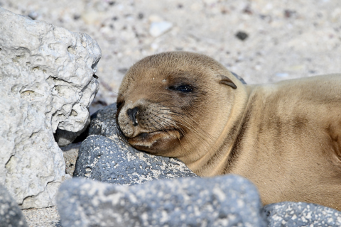 Galápagos Sea Lion (Zalophus wollebaeki)