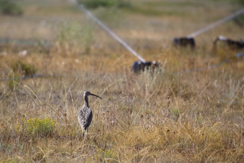 Long billed curlew standing in field with irrigation equipment