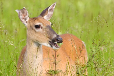 a white-tailed doe feeds on forbs in a field