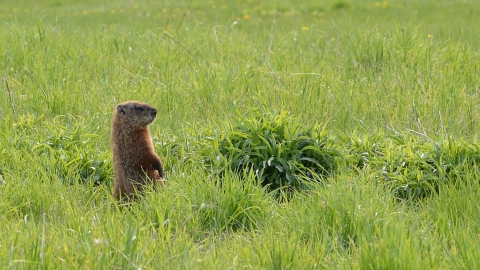 Groundhog stares off in the distance alert, standing on its hind legs in a grassy field.