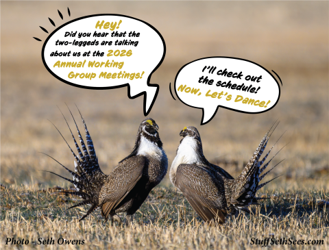 Gunnison Sage-grouse Working Group Meetings Announcement