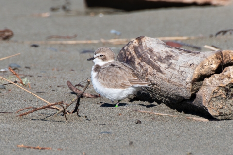 Adult western snowy plover on a beach