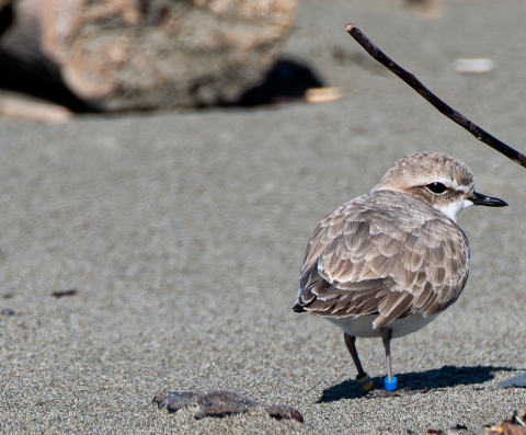 An adult western snowy plover standing on a beach