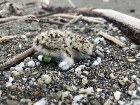 a resting western snowy plover chick
