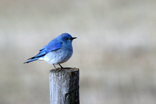 Mountain Bluebird observed at J. Clark Salyer NWR