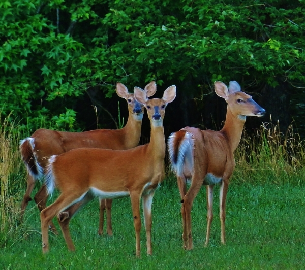 White Tailed Deer - Patuxent