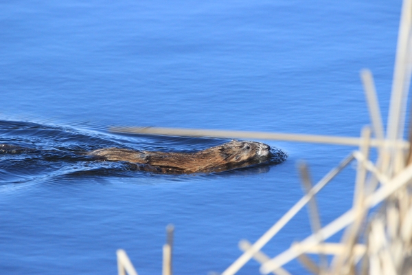 A muskrat swimming in a wetland