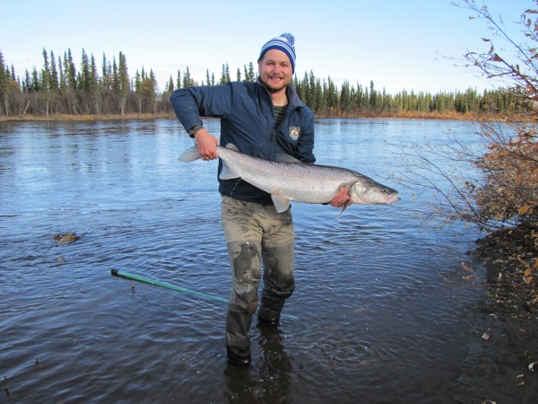 a person wearing waders stands in a river holding a large silvery sheefish with both hands
