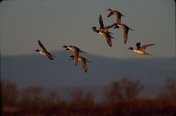 Northern pintail