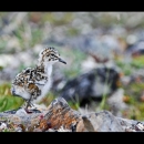 a spotted fluffy chick
