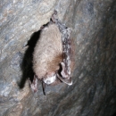 a small bat hanging from a cave roof with white fungus on its nose