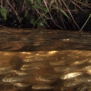 Kokanee fry below the surface of water with grass on the far bank