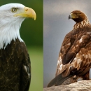 Bald eagle and golden eagle