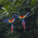 Scarlet Macaws Costa Rica