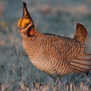 Photo of a lesser prairie chicken