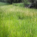 Oregon semaphore grass at one of the natural population sites