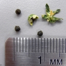 Against a white surface we see four seeds and a dry capsule. Each seed is dry and measure less than 1/8 of an inch. A metal ruler provides a size reference.
