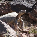 Desert tortoise near its burrow