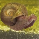 snail underwater