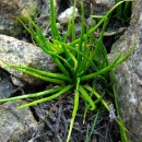 A small, bright-green, filamentour plant grows in a rocky bed