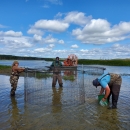 three biologists build a metal swim-in trap in a wetland