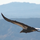 California condor soars over a canyon.