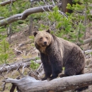 Grizzly bear standing on log in a pine forest