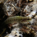 An Okaloosa darter hovers in clear stream water.