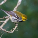 Black-throated green warbler male perched on a branch