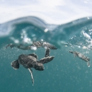 Baby honu swim just below the surface line.