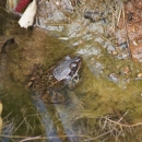 a california red-legged frog is partially submerged in a brown and green pond