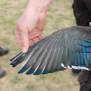 Man extends wood duck wing